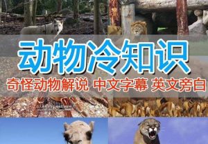 外面卖1699的国外纪录片解说（动物解说、美食、动画片）稳过中视频-星河网创